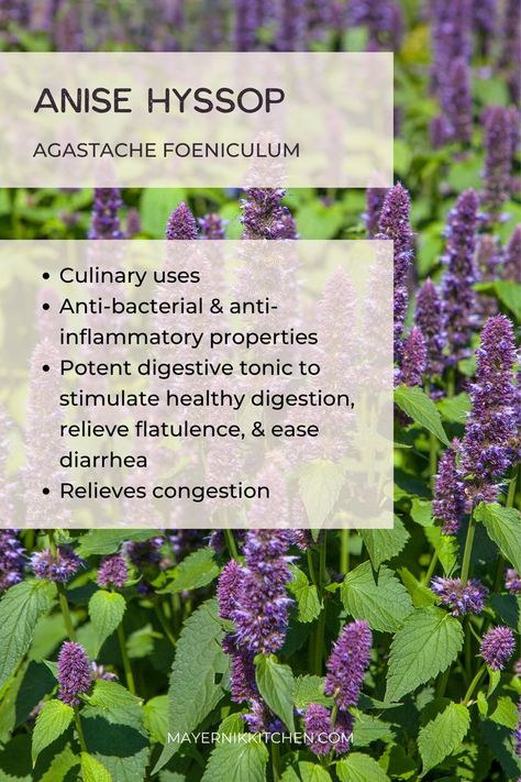 Anise Hyssop Uses, Anise Hyssop Plants, Hyssop Benefits, Garden Grimoire, Hyssop Plant, Apothecary Garden, Herbal Salve Recipes, Medicinal Herb Garden, Medicinal Herbs Remedies