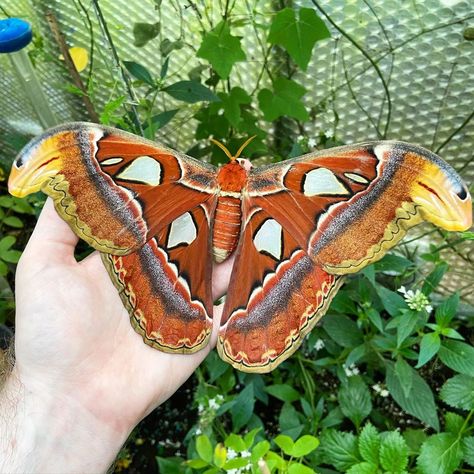 Atlas Moth Tattoo, Moth Cosplay, Fluffy Moths, Insect Reference, Bug Board, Moth Species, Atlas Moth, Beautiful Butterfly Photography, Butterfly Fashion