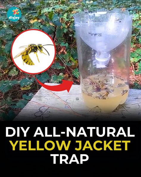 Get rid of yellow jackets on your property with this homemade trap! It is cheap, easy to make, and uses all-natural ingredients. Yellow Jacket Traps Diy How To Make, Getting Rid Of Yellow Jackets, Homemade Yellow Jacket Trap, Diy Yellow Jacket Trap, Yellow Jacket Trap, Bug Deterrent, How To Make Yellow, Popup Camper Remodel, Slushie Recipe