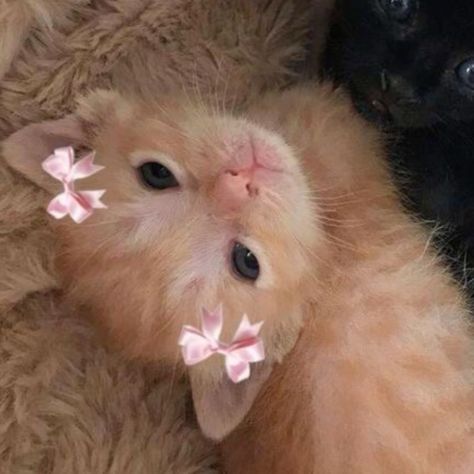 Pink Cat Matching Pfp, Cute Kitty Matching Pfp, Matching Pfp Cats Cute, Cats Matching Pfp Silly, Contact Pfps For Mom, Matching Animals Pfp, Cute Matching Icons Cats, Cute Matching Cat Pfps, Non Obvious Matching Pfp