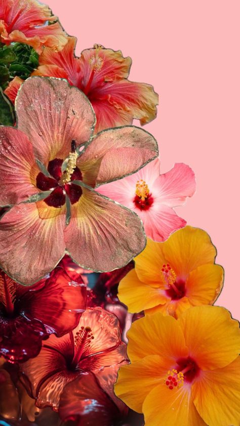 Hibiscus flowers Hibiscus Flower Wallpaper Aesthetic, Iphone Wallpaper Landscape, Cute Summer Wallpapers, Iphone Lockscreen Wallpaper, Simple Iphone Wallpaper, Flower Iphone Wallpaper, Collage Background, Iphone Wallpaper Photos, Art Wallpaper Iphone