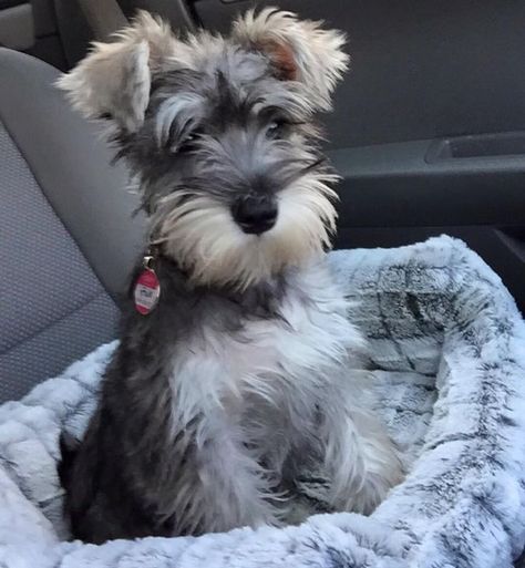 Schnauzer Mix, Mini Schnauzer Puppies, Miniature Schnauzer Puppies, Schnauzer Puppy, English Cocker Spaniel, Schnauzer Dogs, Mini Schnauzer, Miniature Schnauzer, Fox Terrier