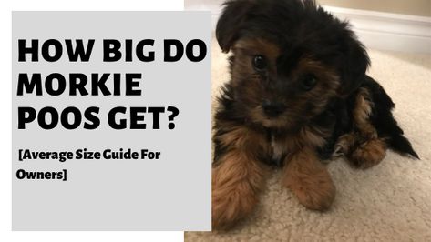 How Big Do Morkie Poos Get? [Average Size Guide For Owners] #morkiepoo #morkie #morkiepoosize Morkie Poos, 4 Month Olds, How To Measure Yourself, Dog Owners, Small Dogs, Pet Dogs, Size Guide, Dogs