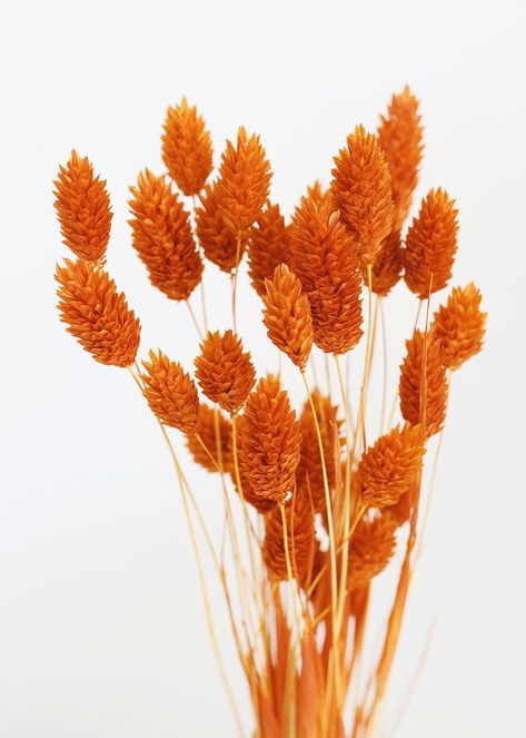 Artificial Grass Wall, Billy Buttons, Grass Wall, Fall Flower Arrangements, Orange Wall Art, Botanical Decor, Silk Flowers Wedding, Dried Flower Bouquet, Dried Flower Arrangements