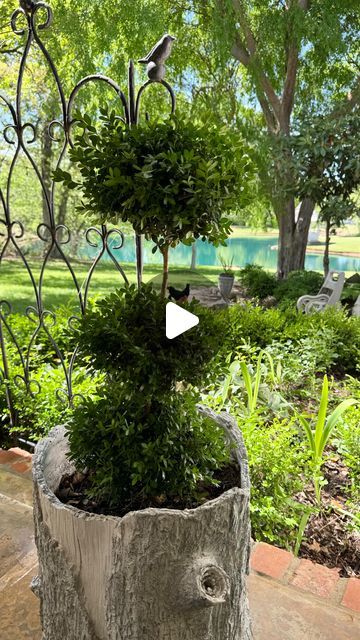 Emily Dinwiddie on Instagram: "Make your own topiary…. for FREE!!! Watch this easy tutorial to see how. 🌳🌳🌳
#topiarytuesday 
#gardening 
#happy" Outdoor Topiary, Landscaping Around House, Peaceful Garden, Boxwood Hedge, Topiary Garden, Boxwood Topiary, Flower Bulbs, Garden Shrubs, Porch Garden