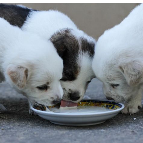 Puppy Formula Recipe, Puppy Gruel Recipe, Puppy Mush Recipe, Puppy Mush, Dog Labor, Weaning Puppies, Feeding Puppy, Puppy Photoshoot, Puppy Pens