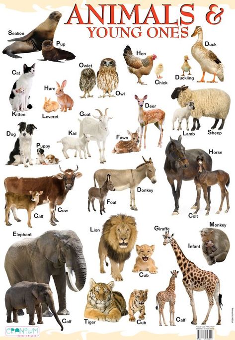 Animals And Their Young Ones, Young Ones Of Animals, Animals Chart, Animals Name List, Wild Animals List, Learn English Kid, Animals And Their Homes, Animal Pictures For Kids, Farm Animals Preschool