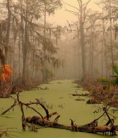 Louisiana Swamp, Spooky Places, The Bayou, Southern Gothic, New Orleans Louisiana, Alam Yang Indah, Boba Fett, The Devil, In The Woods