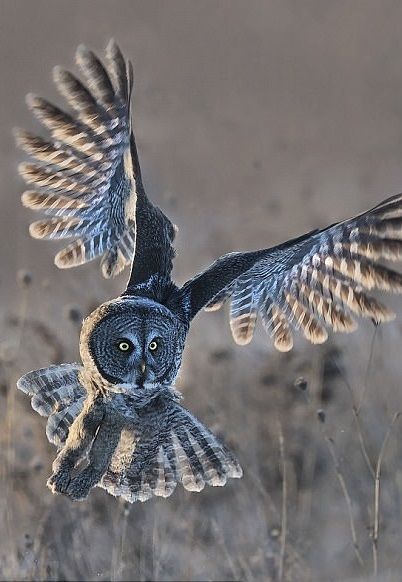 Baby Barn Owl, Great Gray Owl, Owl Wisdom, Dragon Tattoo Ideas, Animal Photography Wildlife, Grey Owl, Great Grey Owl, Dragon Tattoos, Fantasy Stuff