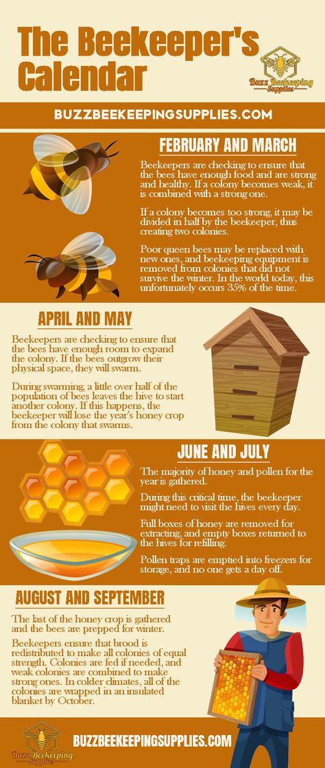 The Beekeeper’s Calendar Honey Harvesting Beekeeping, Beekeeping Calendar, Beekeeping Garden, Diy Beekeeping, Apiary Design, Apiary Beekeeping, How To Start Beekeeping, Honey Bee Farming, Honey Bees Keeping