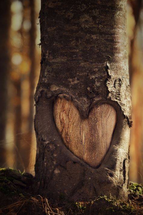 . Heart In Nature, I Love Heart, Beating Heart, John Muir, Follow Your Heart, Nature Quotes, Heart Soul, Hearts Desire, Beautiful Heart