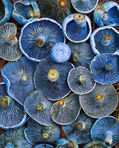 "Lactarius Indigo" Blue Mushrooms. Photo: Scott Stimpson. - 9GAG Blue Mushrooms, Mushroom Pictures, Blue Milk, Soyut Sanat Tabloları, Mushroom Fungi, Wild Edibles, 자수 디자인, Mushroom Art, Natural Forms