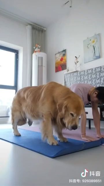 Regnul Animal, Yoga Time, Dog Yoga, Very Cute Dogs, Animal Antics, Retriever Puppy, Cute Funny Dogs, Funny Dog Videos, Cute Cats And Dogs