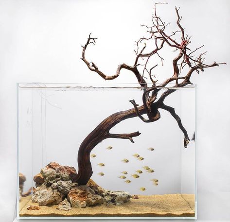 Biotope Aquarium, Fish Aquarium Decorations, Aquarium Maintenance, Fish Tank Design, Aquarium Terrarium, Nano Aquarium, Aquarium Landscape, Nature Aquarium, Aquascape Aquarium