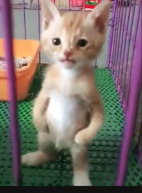 You may be cute, but you'll never be this cute - 9GAG Cat Heaven, Cat Power, Cat Stands, Most Beautiful Cat Breeds, Little Kittens, Like Animals, Silly Cats, Beautiful Cat, Animal Memes