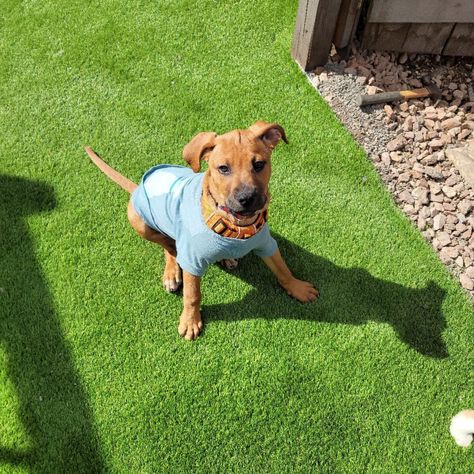 Preventing Foul Odors In Synthetic Grass | US Artificial Grass Artificial Turf For Dogs, Turf For Dogs, Installing Artificial Turf, Artificial Grass Installation, Pet Area, Dog Pee, Pet Urine, Artificial Turf, Pet Safety