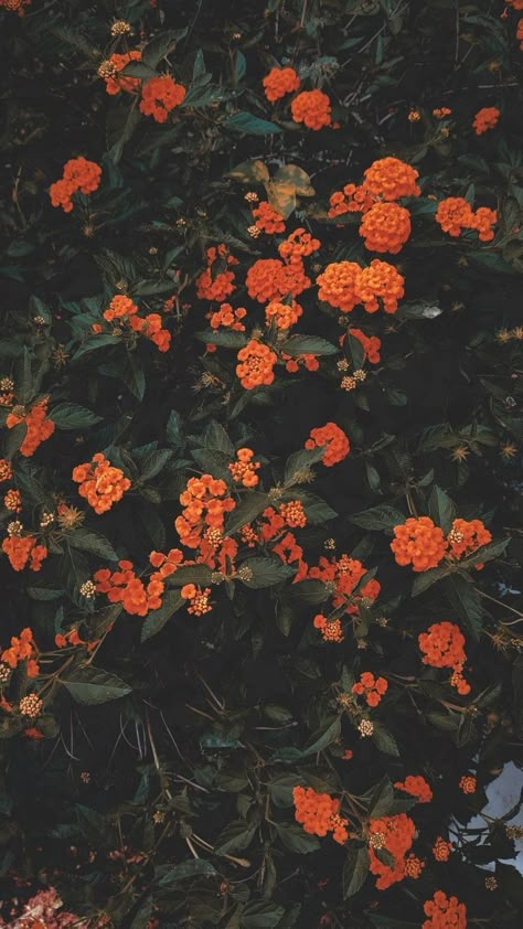 Marigold Iphone Wallpaper, Moody Fall Lock Screen, Fall Flower Wallpaper, Wallpaper Beautiful Nature, Wallpaper Beautiful, Vintage Flowers Wallpaper, Flowery Wallpaper, Halloween Wallpaper Iphone, Graphic Wallpaper