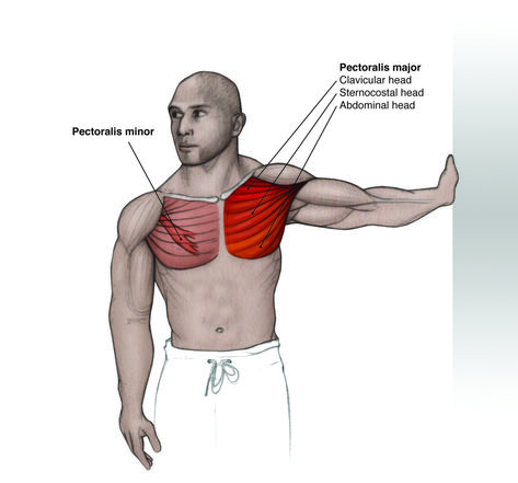 Pectoralis Minor Sesamoid Bone, Trigger Point Release, Human Skeleton Anatomy, Physical Therapy Student, Muscle Stretches, Muscle Anatomy, Shoulder Injuries, Young Athletes, Stretching Exercises