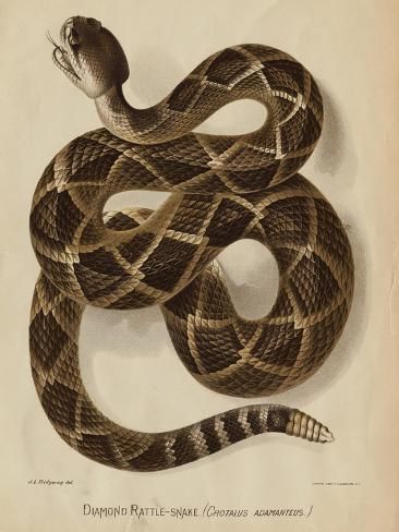 size: 12x9in Giclee Print: Illustration of a Diamond Rattlesnake : Diamond Back Rattlesnake, Snake Reference, Tattoo Aesthetic, Vintage Illustration Art, Snake Art, Beautiful Snakes, Animal References, Animal Groups, Giclee Painting