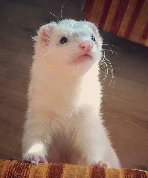 Ferret Pics, Blonde Ferret, White Ferret, Baby Ferrets, Funny Ferrets, Pet Ferret, Cute Ferrets, Cute Small Animals, To My Friend