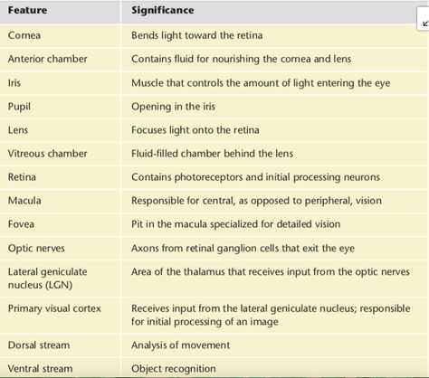 Structure Of Eye Notes, Parts Of The Eye And Functions, Human Eye Diagram, Eye Diagram, Science Pictures, Emt Study, Eye Structure, Nursing Goals, Eye Function