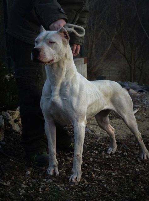 Dog Argentino, Dogo Argentino Dog, Friendly Dog Breeds, Best Dog Photos, Bully Dog, Dog Biting, Large Dog Breeds, Guard Dogs, Cane Corso