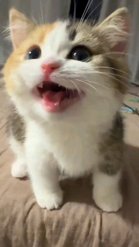 Listen to the sweetest meow from this adorable kitty! Her tiny voice will melt your heart and bring a smile to your face. Perfect for cat lovers everywhere!  #cats #cutecat  #pet Funny Kitten Videos, Cat Voice, Creator God, Munchkin Kitten, Cute Cat Memes, Bat Costume, Halloween Party Decoration, Cat Dress, Puppy Collar