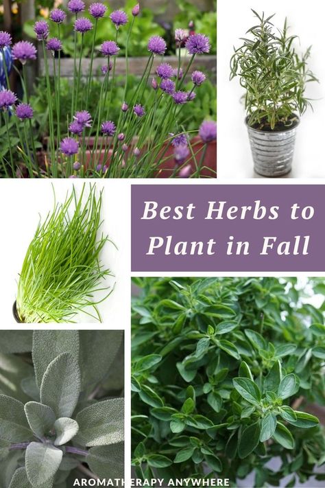 variety of herbs to plant in fall Herbs To Plant, Plant In Fall, Best Herbs To Grow, Gardening Guide, Herb Gardening, Aromatherapy Blends, Cold Frame, Fall Plants, Healing Herbs