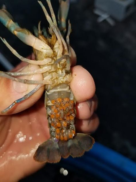 Freshwater Crab Aquarium, Aquaponics Design, Crayfish Tank, Prawn Farming, Freshwater Prawn Farming, Crawfish Aquarium, Freshwater Lobster, Live Crawfish, Blue Lobster