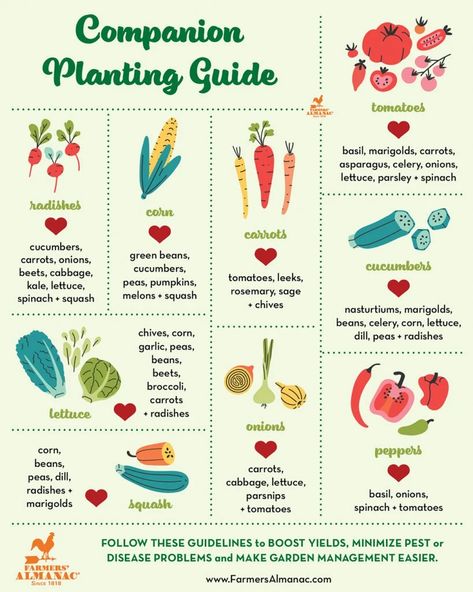 Companion Planting Guide - Farmers' Almanac Tomato Benefits, Companion Planting Guide, Companion Planting Chart, How To Plant Carrots, Companion Gardening, Tattoo Plant, Natural Insecticide, Garden Companion Planting, Planting Guide