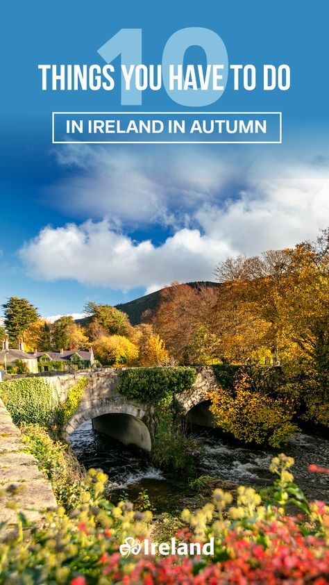 As the air grows colder and the nights grow shorter, nature warms the land with hues of reds, yellows, and amber. Autumn in Ireland is a magical time and there's so much to see and do at this time of year. Which of these activities is at the top of your list? Fall In Ireland, Ireland In Autumn, Scotland Travel October, Scotland In Autumn, Ireland In November, Ireland Autumn, Cosy Cafe, Stay In A Castle, County Wicklow