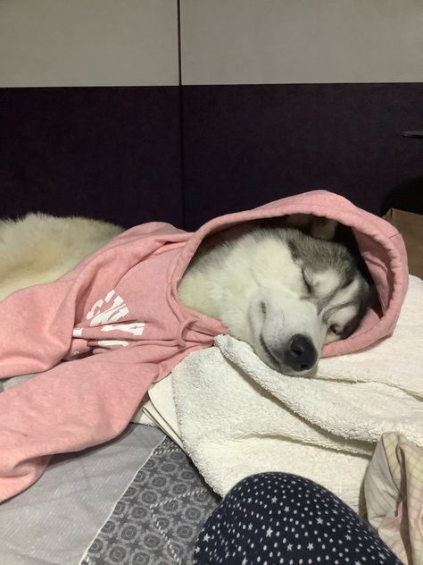 Red Husky Aesthetic, Husky Aesthetic, Haski Dog, Baby Animals Real, Baby Huskies, Black German Shepherd Dog, Hoodie Season, Samoyed Puppy, Dog Mommy