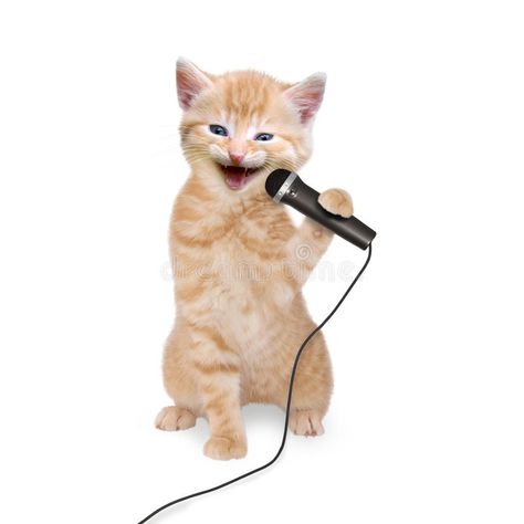 Singing Into Microphone, Funny Cats Drawing, Funny Cats Photos, Cats Selfie, Cats Singing, Singing Funny, Funny Cat Jokes, Hate Cats, Funny Cat Faces