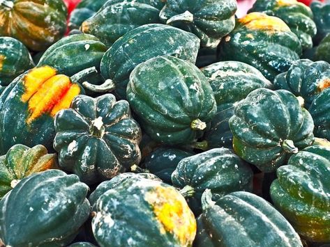 When to Harvest Acorn Squash - Gardening Tips 2021 - Northern Nester Squash Plant, Squash Varieties, Growing Veggies, Winter Table, Acorn Squash, Home Vegetable Garden, Winter Squash, Summer Squash, Fruit Garden