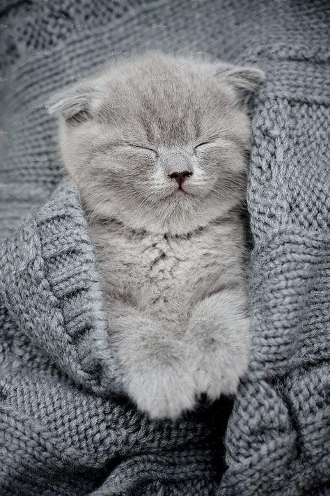 Cute little kitten sleeps on fur gray blanket Cute Fluffy Kittens, Kitten Sleeping, Gray Kitten, Grey Kitten, Kitten Photos, Fluffy Kittens, Sleeping Kitten, Söt Katt, Image Chat