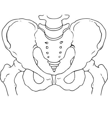 Pelvis Bone Drawing, Hip Bone Drawing, Pelvis Drawing, Pelvis Bone, Pelvis Anatomy, Beer Pong Table Designs, Bone Drawing, Bookmarks Quotes, Body Bones