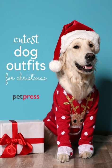 But we cannot forget our lovely pets and tagging them along with the Christmas spirit. Since it is the best holiday season and only happens once a year, don’t forget to wear the best outfit you have during Christmas Eve and also dress up your pup so they look way more adorable. #dog #christmas #outfit #cute #costume #dogs #pup Dog Christmas Costumes Diy, Dog Christmas Outfits, Dog Christmas Costumes, Dog Christmas Costume, Dog Christmas Outfit, Dogs Cartoon, Christmas Dog Dress, Dog Christmas Clothes, Dog Onesies