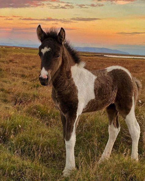 My little Princess👑 * #horse #pferd #häst #hest #pony #icelandicpony #islandpferd #islandshäst #islandshest #icelandichorse #island… | Instagram Iceland Aesthetic, Princess Horse, Island Horse, Book Mood, Icelandic Horses, Icelandic Horse, Ponies, Little Princess, Iceland