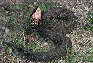 Cotton Mouth Snake, Pit Vipers, Cotton Mouth, Pit Viper, White Interior, Small Pets, Moccasins, Anatomy, Water