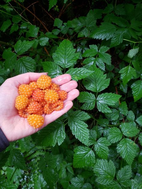 beautiful, orange salmonberries make delicious jam! Rubus spectabilis . #foragedfood #wildfood Forest Farm, Northwest Style, Cedar Forest, Foraged Food, Forest Path, First Day Of Summer, Face Book, Beautiful Forest, Wild Food