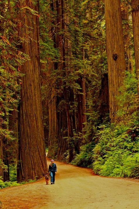 Hiking #trail in #redwood national park, #California | From @GuessQuest collection  Garry and I love this Place !!! Redwoods California, Environment Reference, Forest Walk, Redwood National Park, The Redwoods, California Photos, Redwood Forest, Forest Road, Tall Trees