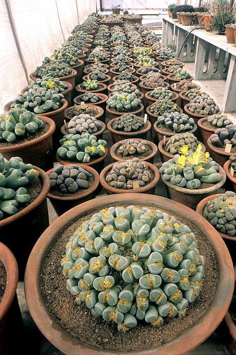 Lithops Garden, Big Greenhouse, Lithops Succulents, Tanaman Sukulen, Living Stones, Stone Plant, Plants Are Friends, Growing Succulents, Succulent Gardening