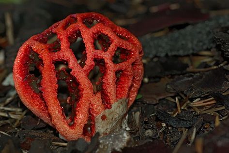 Witch’s heart Latticed stinkhorn, Clathrus ruber, a saprophyte fungus feeding on decaying woody plant material. Also known as “Coeur de sorcière” (witch’s heart) in France (Versailles, France) Clathrus Ruber, France Versailles, Imperial Legion, Witchs Heart, Versailles France, Wood Elf, S Heart, Wild Mushrooms, Museum Of Modern Art