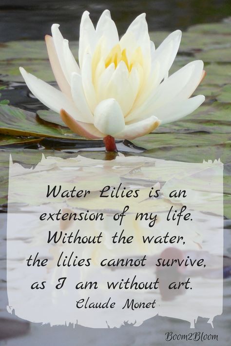 Water Lilies is an extension of my life.... Quote by Claude Monet. Image available at Esty! #Claude Monet #MonetQuote #ArtQuote #Lilies #Quotes Claude Monet Quotes Life, Water Inspirational Quotes, Claude Monet Quotes, Monet Quotes, Stevens Point Wisconsin, Artistic Quotes, Lotus Flower Meaning, Ethereal Core, Flowers In Water