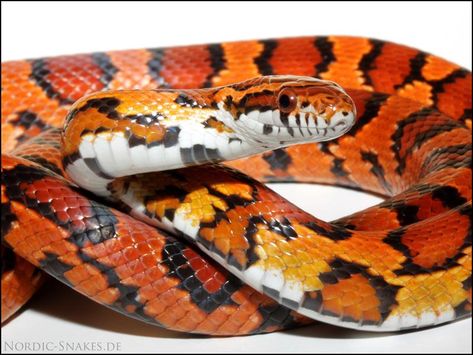 Click to close image, click and drag to move. Use arrow keys for next and previous. Corn Snake Morphs, Cornsnake Morphs, Okeetee Corn Snake, Snake Morphs, Snakes For Sale, Colorful Snakes, Eyeball Art, Ball Python Morphs, Corn Snake