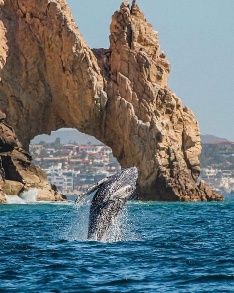 Salto de Ballena cerca del Arco de... - Sudcalifornios.Com Arco Cabo San Lucas, Los Cabos San Lucas, Baja California Mexico, Cabo San Lucas Mexico, Cabo Weddings, Baja California Sur, San Lucas, Cabo San Lucas, Baja California