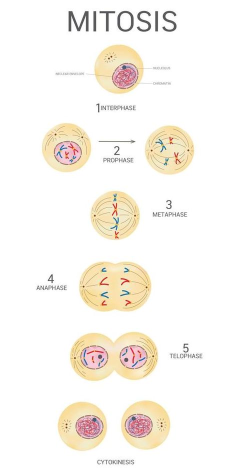 Mitosis And Meiosis Drawing, Stages Of Mitosis Drawing, Cytokinesis Mitosis, Mitosis Drawing, Mitosis Project, Paramedic Aesthetic, Science Safety Rules, Stages Of Mitosis, Mitosis And Meiosis