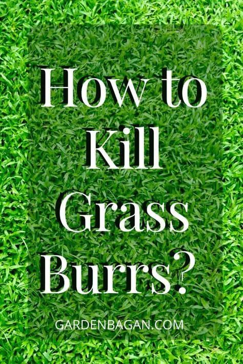 How to Kill Grass Burrs? get rid of southern sandspur - Garden Bagan Kill Grass, Monkey Grass, Grass Weeds, Types Of Grass, Garden Harvest, Large Yard, Bagan, Flower Beds, Seeds