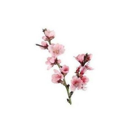 °Cherry Blossoms° Pink Png Icon, Flower App, Pink Png, Minimalist Icons, Cherry Flower, Flower Icons, Screen Icon, Insta Icon, Sakura Flower