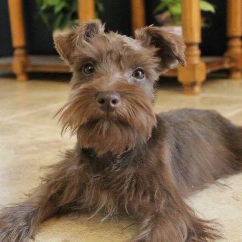 Minature Schnauzer Brown, Schnauzer Grooming Styles, Brown Schnauzer, Beauty Papers, Hypoallergenic Puppies, White Schnauzer, Schnauzer Breed, Cute Fluffy Puppies, Schnauzer Grooming